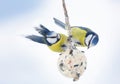 little birds feeding on fat ball. Blue tit. Winter time Royalty Free Stock Photo