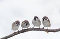 Little birds look at each other curiously, sitting on a branch Royalty Free Stock Photo