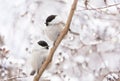 Little birds perching on snowy branch. Black capped chickadee. Winter time