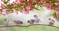Little birds sparrows may sit in the Sunny garden among the flowering branches of pink Apple Royalty Free Stock Photo