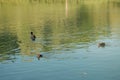 Baby coots and their mother