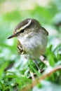 Little birds,Yellow-browed Leaf Warbler