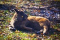 Little bison Royalty Free Stock Photo