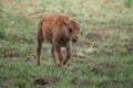 Little bison calf walks across the field Royalty Free Stock Photo
