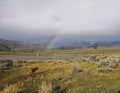 Little bison playing under rainbow, Yellowstone