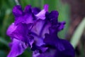 A Little Bit of Lush - Purple Iris Petals