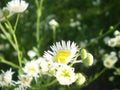 A little pretty chamomile mood Royalty Free Stock Photo