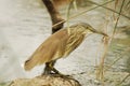 Little Bittern Royalty Free Stock Photo