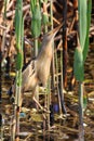 Little bittern Royalty Free Stock Photo