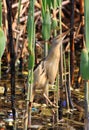 Little bittern Royalty Free Stock Photo