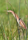 Little Bittern Royalty Free Stock Photo