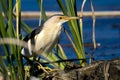 Little bittern Royalty Free Stock Photo