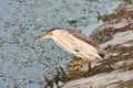 Little bittern, adult, female / Ixobrychus minutus