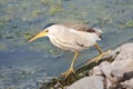 Little bittern, adult, female / Ixobrychus minutus Royalty Free Stock Photo