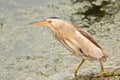 Little bittern, adult, female / Ixobrychus minutus Royalty Free Stock Photo