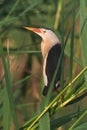 Little bittern, adult, male / Ixobrychus minutus