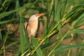 Little bittern, adult, male / Ixobrychus minutus Royalty Free Stock Photo