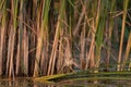 Little bittern adult male Ixobrychus minutus, in the wild Royalty Free Stock Photo