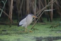 Little Bittern Royalty Free Stock Photo