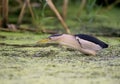 Little Bittern Royalty Free Stock Photo