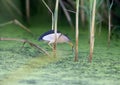 Little Bittern Royalty Free Stock Photo