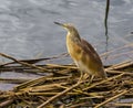 Little bittern bird looking for fish Royalty Free Stock Photo
