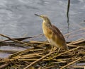 Little bittern bird looking for fish