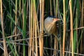 Little Bittern bird male in the reeds. Royalty Free Stock Photo