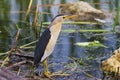 Little bittern in city park Royalty Free Stock Photo