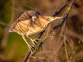 Little bittern climbing on a branch Royalty Free Stock Photo