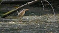 Little bittern in the foreground, taken in the swamp during the summer migration