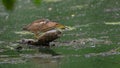 Little bittern in the foreground, taken in the swamp during the summer migration