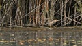 Little bittern in the foreground, taken in the swamp during the summer migration