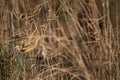 Little Bittern inside the reeds at Asker marsh, Bahrain