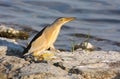 Little bittern (ixobrichus minutus) Royalty Free Stock Photo