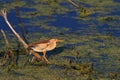 Little Bittern (Ixobrichus minutus)