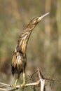 Little bittern / Ixobrychus minutus Royalty Free Stock Photo