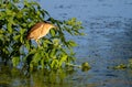 Little bittern  Ixobrychus minutus. An adult female sits on a branch above a pond Royalty Free Stock Photo