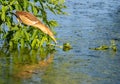Little bittern  Ixobrychus minutus. An adult female sits on a branch above a pond  stretches out his neck and looks closely into Royalty Free Stock Photo