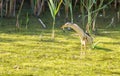 Little bittern, Ixobrychus minutus. The adult male is fishing in a pond Royalty Free Stock Photo