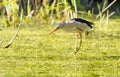 Little bittern, Ixobrychus minutus. The adult male is fishing in a pond Royalty Free Stock Photo