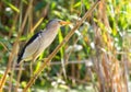 Little bittern, Ixobrychus minutus. An adult male sits on a cane stalk in the middle of a pond Royalty Free Stock Photo