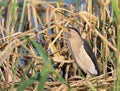 Little bittern, Ixobrychus minutus. A bird catches prey in the reeds on the river bank Royalty Free Stock Photo