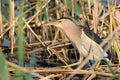 Little bittern, Ixobrychus minutus. A bird catches prey in the reeds on the river bank Royalty Free Stock Photo