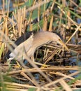 Little bittern, Ixobrychus minutus. A bird catches prey in the reeds on the river bank Royalty Free Stock Photo