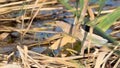 Little bittern, Ixobrychus minutus. A bird catches prey in the reeds on the river bank Royalty Free Stock Photo