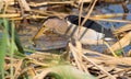 Little bittern, Ixobrychus minutus. A bird catches prey in the reeds on the river bank Royalty Free Stock Photo