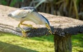 Little bittern, Ixobrychus minutus. Bird goes fishing while standing on the old fishing bridge on the banks of the pond Royalty Free Stock Photo