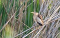 Little bittern, Ixobrychus minutus. A bird sits on a reed stalk by the river Royalty Free Stock Photo