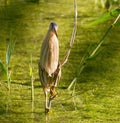 Little bittern, Ixobrychus minutus. The female bird clings to the stalk of the reed in the middle of the pond and looks out for Royalty Free Stock Photo